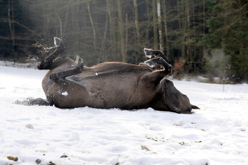 up side down, Quarter horse rolling in the snow