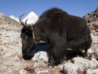 Black yak ak on the way to Everest base camp - Nepal