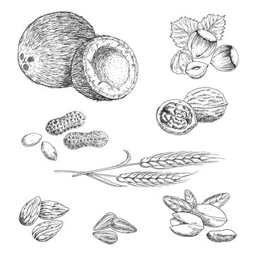 Nuts, seeds, beans and wheat sketches