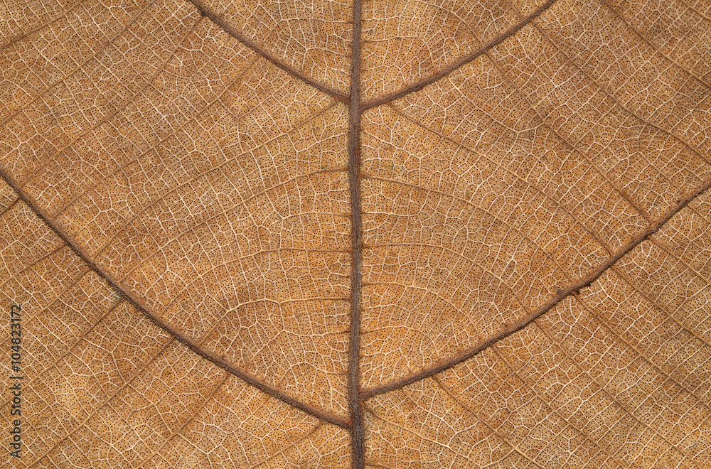 Poster Dry leaf texture for pattern