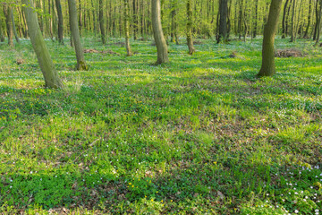 Wald bei Freyburg/Unstrut im Frühling, Sachsen-Anhalt