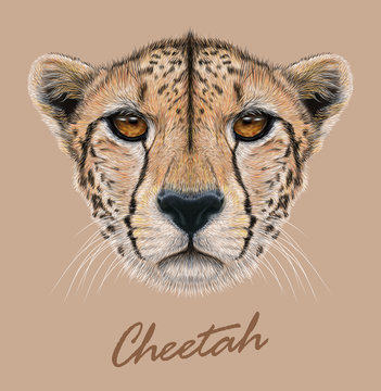 Cheetah animal cute face. Vector African wild fast cat head portrait. Realistic fur portrait of cheetah isolated on beige background.