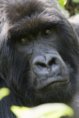 Gorilla in Rwanda.
