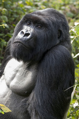 Silverback gorilla in Rwanda.