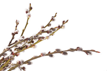 Fototapeta premium pussy-willow twigs isolated