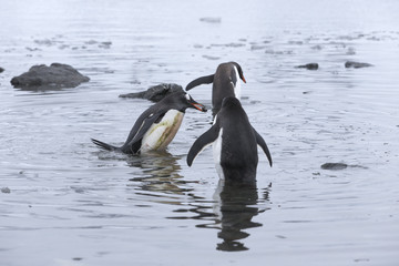 Gentoo Penguins at Paradise Harbour, Antarctica. Picking stones for the nest.