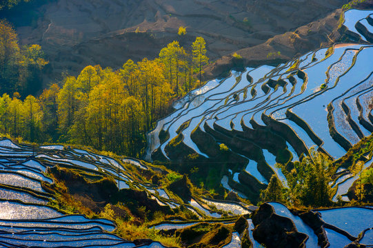 Rice Terraced field in water season in YuanYang, China