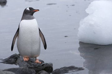 Obraz premium Gentoo Penguin at Paradise Harbour, Antarctica.