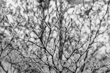 Fresh spring leaves illuminated with sun rays