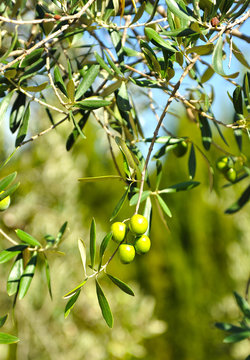 Olives in olive tree, olive oil