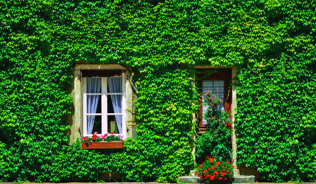 Old house covered by ivy in Paris, France