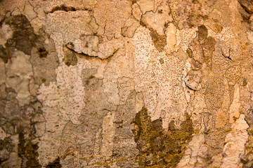 background  wood