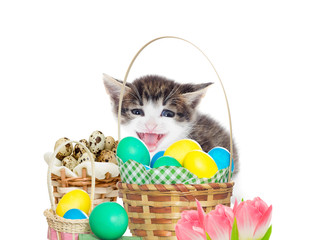 Fototapeta na wymiar Funny kitten and Easter set
