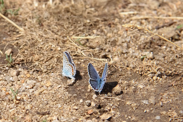 Two beautiful blue butterfly