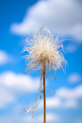 Fluffy flower on a background of blue sky
