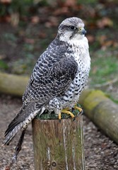 Lannerfalke