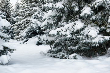 Bright winter landscape. Snowy fir trees.