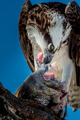  Osprey with Fish Pandion haliaetus also called fish eagle or  s