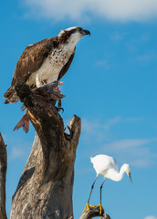  Osprey with Fish Pandion haliaetus also called fish eagle or  s