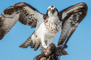  Osprey with Fish Pandion haliaetus also called fish eagle or  s