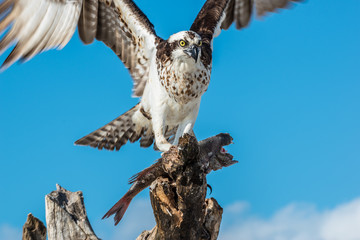  Osprey with Fish Pandion haliaetus also called fish eagle or  s
