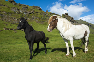 Two different Icelandic horses on natural background with blue sky and green hills, Iceland