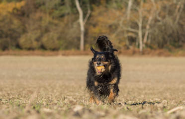 Dog runs with a corn cob on a field  © StefanieMüller