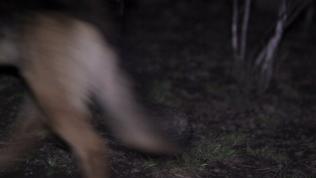 dog bites hedgehog night/night dog bites hedgehog teeth and in picks his teeths