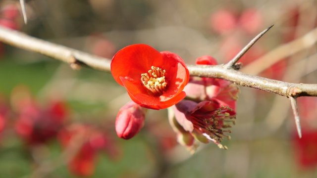Chaenomeles superba Crimson and gold red flowers shallow DOF natural 4K 2160p 30fps UltraHD tilting video - Flowering or Japanese Quince flowers branch 4K 3840X2160 UHD slow tilt footage 