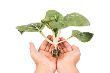 hand women hold hydroponic vegetable