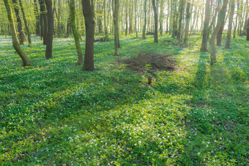 Wald bei Freyburg/Unstrut im Frühling, Sachsen-Anhalt