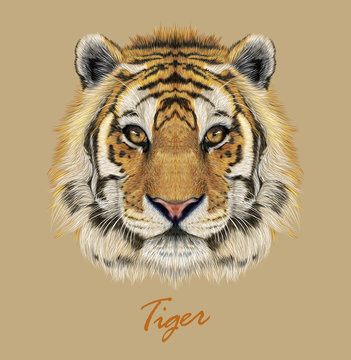 Tiger animal face. Vector Bengal head portrait. Realistic fur beast of tiger. Predator eyes of wildcat. Big cat head on beige background.