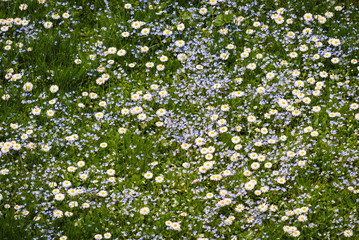 Lawn with small, wild flowers in spring time.