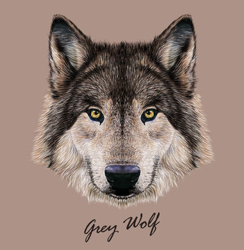 Wolf animal face. Scary grey head. Realistic fur gray wild wolf portrait isolted on beige background.