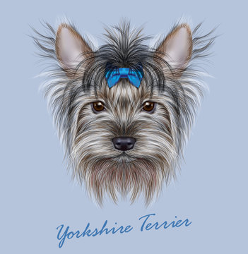 Yorkshire terrier Dog animal cute face. Vector adorable happy Yorkshire girl puppy head portrait with bow accessory. Realistic funny fur portrait of Yorkshire dog isolated on blue background.
