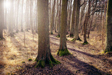 Wild, dry scrub on the meadow. Sunlight through the trees.