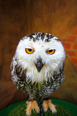 Owl white face looking at you by two eyes in brick background