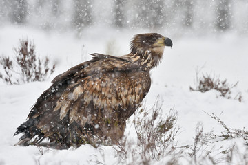 White-tailed eagle in snowfall. Eagle on snow. Eagle in winter.