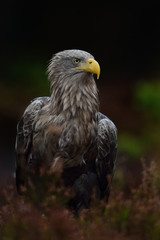 Obraz premium White-tailed eagle (Haliaeetus albicilla) in dark background. White-tailed eagle in bog.