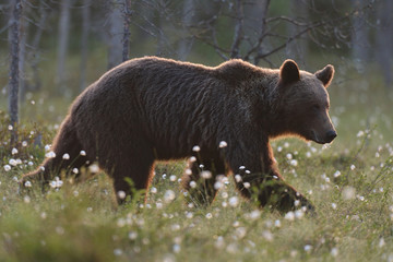 Fototapeta premium Brown bear (Ursus arctos) waling at sunset. Brown bear in moor. Brown bear in bog.