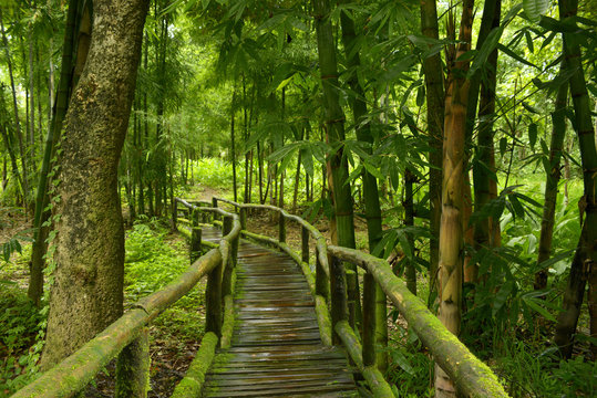 Jungla de Tailandia con puente de madera