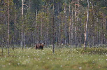 Brown bear with forest scenery. Bear in forest. Forest landscape. Taiga.