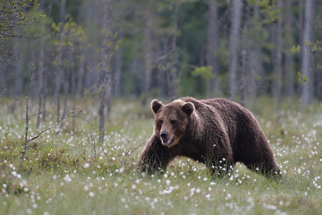 Fototapeta na wymiar Male brown bear walking in bog late in the evening
