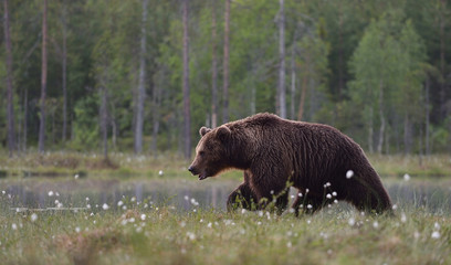 Brown bear (Ursus arctos) walking in moor with forest background. Brown bear in bog. Male brown bear. Evening.