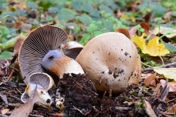 Cortinarius spilomeus mushroom