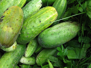 cucumbers