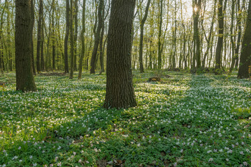 Wald bei Freyburg/Unstrut im Frühling, Sachsen-Anhalt