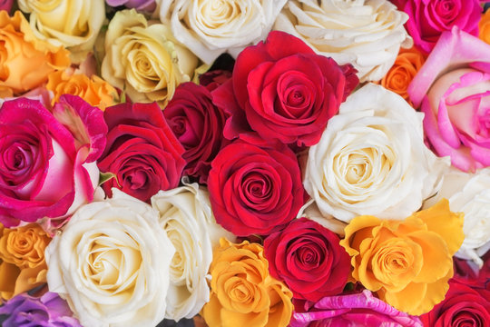 Close up image of beautiful roses.