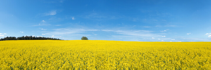 Blühendes Rapsfeld Panorama