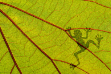 Frog shadow on the green leaf